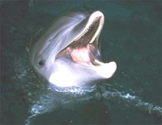 Дельфін тваринний світ Тихого океану життя біологічне різноманіття вод Тихого океану