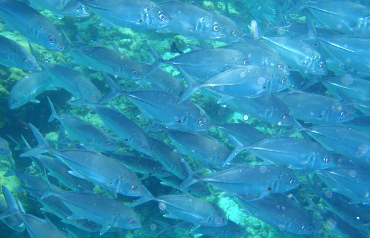 Життя в Атлантичному океані біологічні ресурси Атлантичного океану риби тварини мешканці жителі вод підводний світ