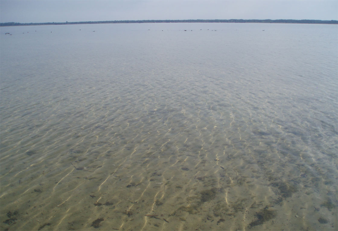 прозора вода у озері Світязь як виглядає вода в Світязі опис водойми озера Волині Шацькі озера у Волинській області інформація
