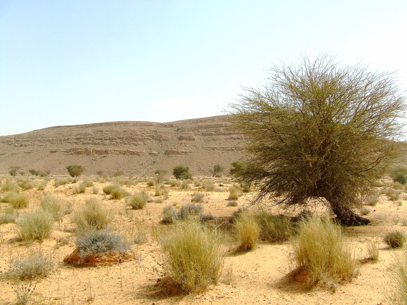 Які грунти і рослини переважають у Сахарі африканська пустеля чагарники природа опис Сахари розповідь про пустелю Сахару
