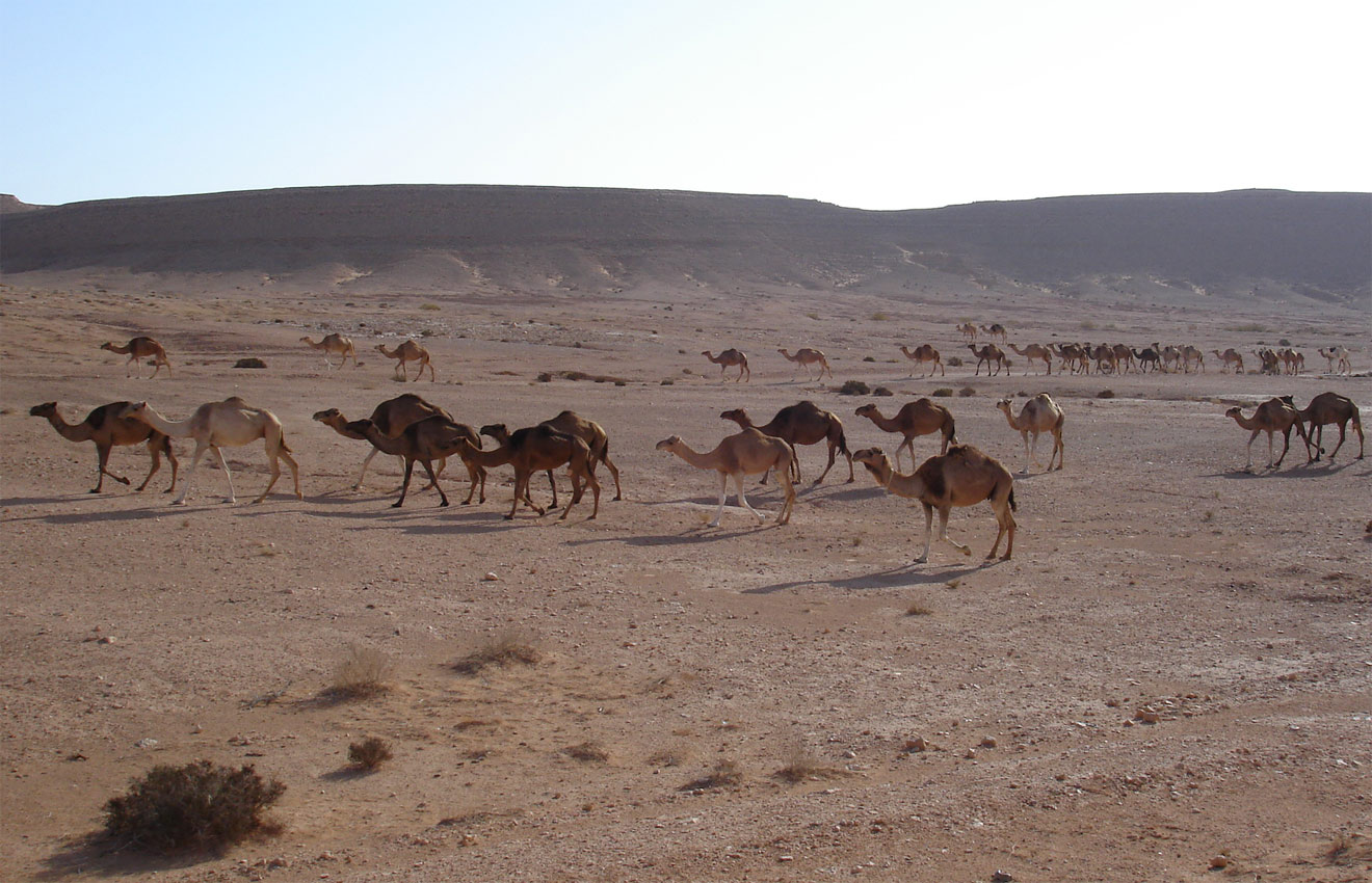 Пустеля Сахара в Африці які тварини живуть в Сахарі мешканці пустелі звірі тваринний світ фауна типові представники