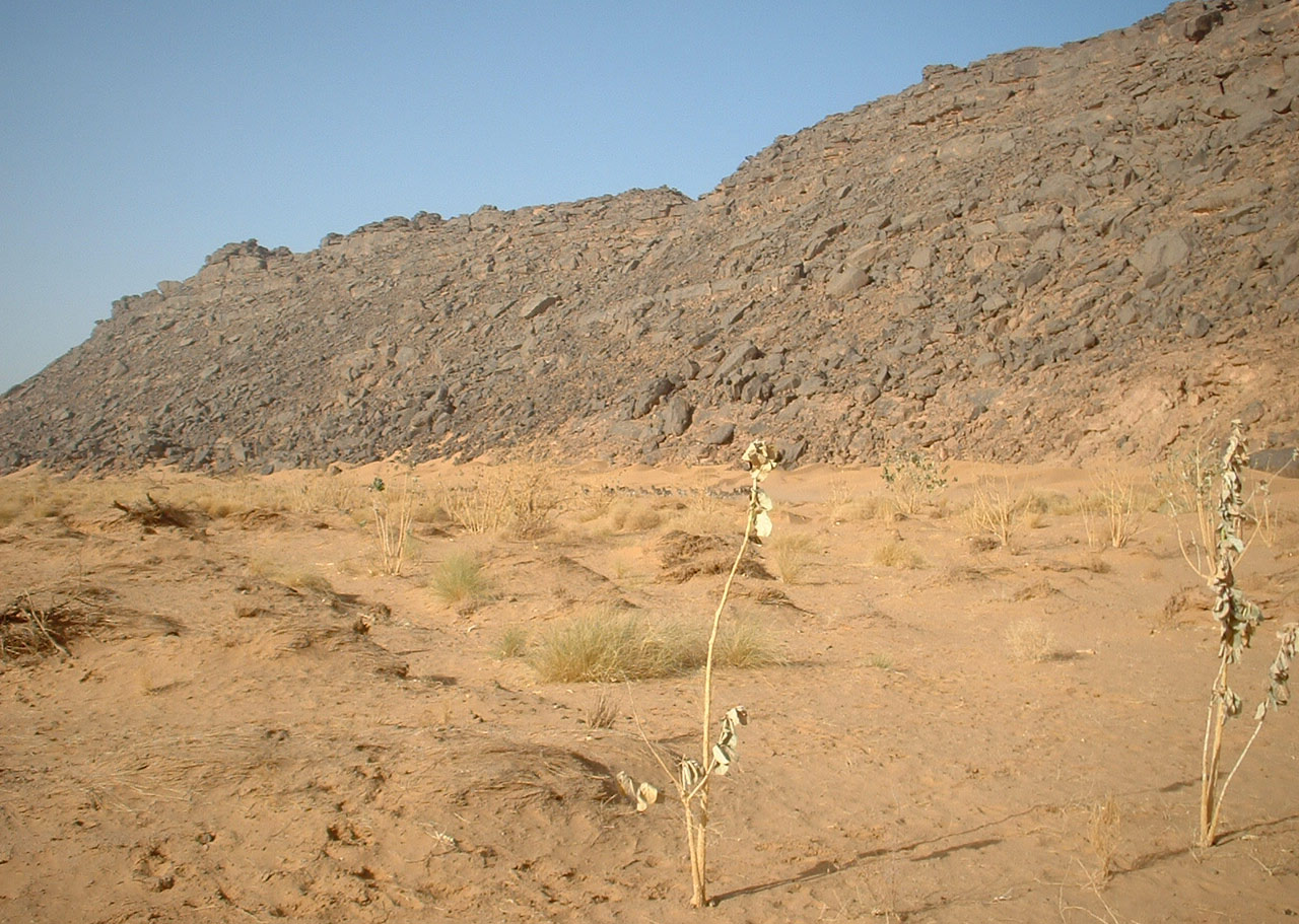 Рослинність Сахари пустеля в Африці які рослини ростуть у Сахарі опис характеристика природа найбільш типові представники рослинного світу розповідь