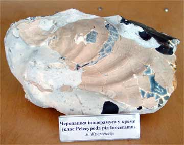Черепашка іноцерамуса у кремені
