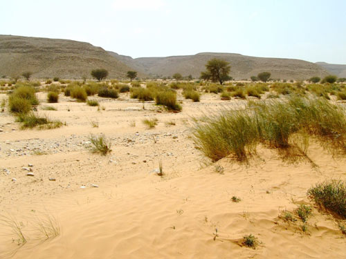 Рослини Лівії, фото рослин пустель