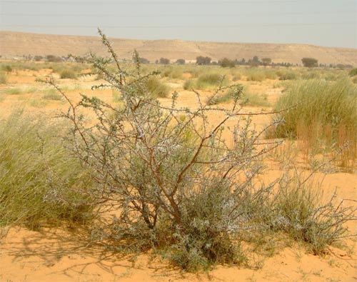 Флора Лівії, фото рослин