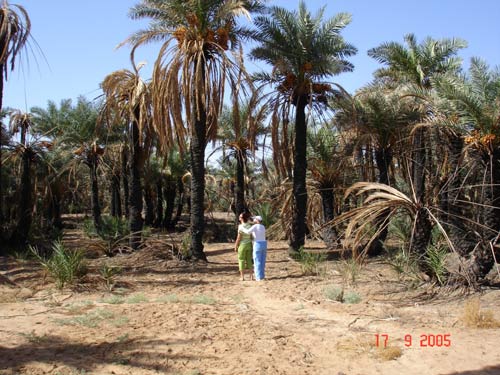 Фінікові пальми, Лівія, фото